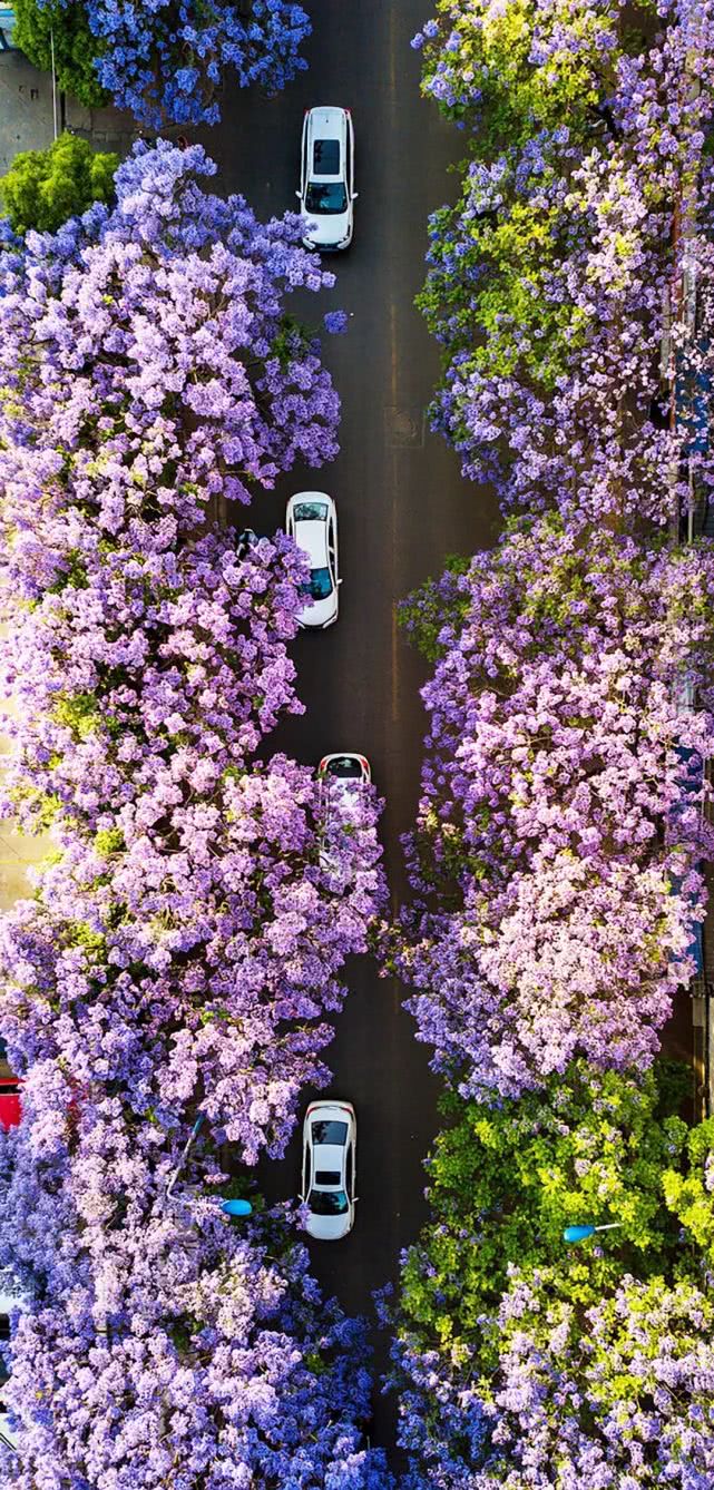 蓝花楹树叶子图片大全